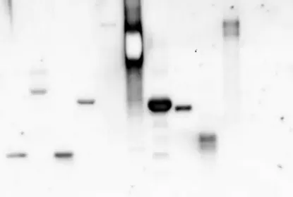 图片 伴刀豆球蛋白A来源于洋刀豆(刀豆)，Concanavalin A from Canavalia ensiformis (Jack bean) [ConA]；peroxidase conjugate, lyophilized powder