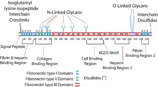 图片 人血浆纤维连接蛋白 [人纤连蛋白]，Fibronectin human plasma [FN]；lyophilized powder, BioReagent, suitable for cell culture, ≥85% (SDS-PAGE)