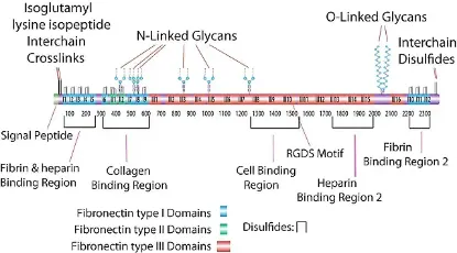 图片 大鼠血浆纤维连接蛋白 [大鼠纤连蛋白]，Fibronectin rat plasma [FN]；powder, BioReagent, suitable for cell culture