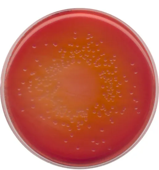 图片 麦康凯琼脂，MacConkey Agar；suitable for microbiology, NutriSelect® Basic