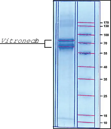 图片 人玻连蛋白来源于人类血浆，Vitronectin from human plasma [VTN]；lyophilized powder, BioReagent, suitable for cell culture