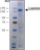 图片 层粘连蛋白来源于人类胎盘 [人层粘蛋白]，Laminin from human placenta；0.5 mg/mL in Tris-buffered saline, BioReagent, liquid, suitable for cell culture