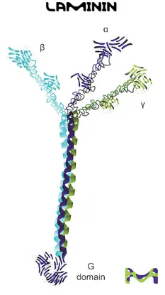 图片 层粘连蛋白来源于EHS小鼠肉瘤基底膜 [小鼠层粘蛋白]，Laminin from mouse Engelbreth-Holm-Swarm (EHS) sarcoma；≥90% (SDS-PAGE)