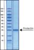 图片 人催乳素 [泌乳素]，Prolactin human [LTH, hPRL]；recombinant, expressed in E. coli, lyophilized powder, BioReagent, suitable for cell culture, >97% (SDS-PAGE)