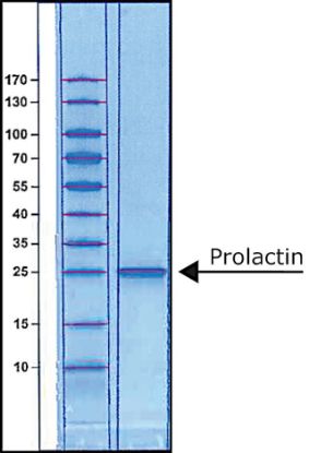 图片 人催乳素 [泌乳素]，Prolactin human [LTH, hPRL]；recombinant, expressed in E. coli, lyophilized powder, BioReagent, suitable for cell culture, >97% (SDS-PAGE)