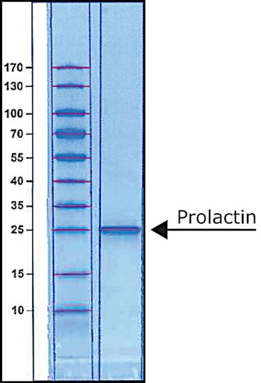 图片 人催乳素 [泌乳素]，Prolactin human [LTH, hPRL]；recombinant, expressed in E. coli, lyophilized powder, BioReagent, suitable for cell culture, >97% (SDS-PAGE)