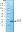 图片 重组人醌氧化还原酶2，Quinone Oxidoreductase 2 (NQO2) human；recombinant, expressed in E. coli, ≥90% (SDS-PAGE), ≥100 units/mg protein