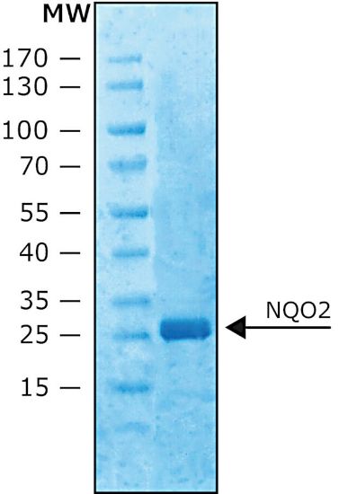 图片 重组人醌氧化还原酶2，Quinone Oxidoreductase 2 (NQO2) human；recombinant, expressed in E. coli, ≥90% (SDS-PAGE), ≥100 units/mg protein