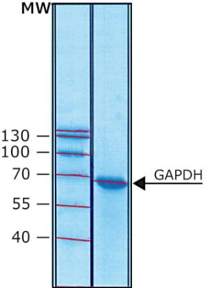 图片 甘油醛-3-磷酸脱氢酶来源于人，Glyceraldehyde-3-phosphate dehydrogenase human [GAPDH]；recombinant, expressed in Escherichia coli, ≥80 units/mg protein