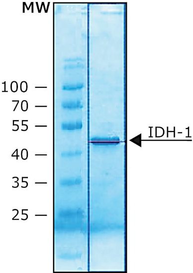 图片 异柠檬酸脱氢酶1来源于人，Isocitrate Dehydrogenase 1 (NADP+) human [IDH1]；recombinant, expressed in E. coli, lyophilized powder, ≥80 units/mg protein