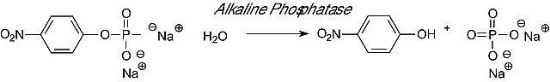 图片 碱性磷酸酶来源于牛肠粘膜，Phosphatase, Alkaline from bovine intestinal mucosa；lyophilized powder, ≥10 DEA units/mg solid