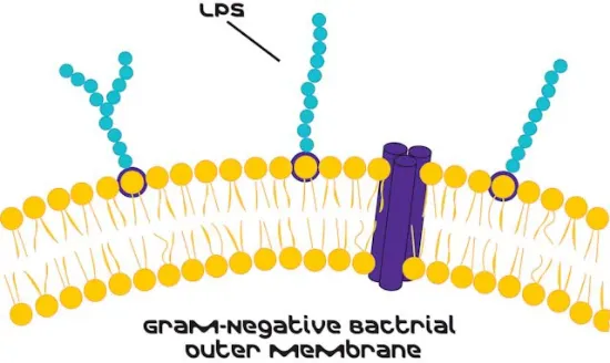 图片 脂多糖来源于大肠杆菌055:B5；Lipopolysaccharides from Escherichia coli O55:B5 [LPS]；purified by phenol extraction