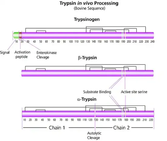 图片 TPCK处理的胰蛋白酶，Trypsin from bovine pancreas；TPCK Treated, essentially salt-free, lyophilized powder, ≥10,000 BAEE units/mg