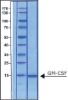 图片 人类粒细胞巨噬细胞集落刺激因子，Granulocyte-Macrophage Colony-Stimulating Factor human；GM-CSF, recombinant, expressed in E. coli, suitable for cell culture