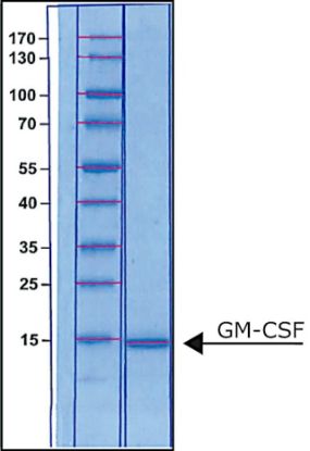 图片 人类粒细胞巨噬细胞集落刺激因子，Granulocyte-Macrophage Colony-Stimulating Factor human；GM-CSF, recombinant, expressed in E. coli, suitable for cell culture