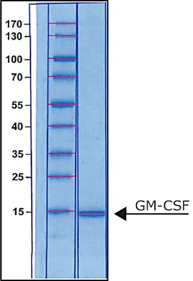 图片 人类粒细胞巨噬细胞集落刺激因子，Granulocyte-Macrophage Colony-Stimulating Factor human；GM-CSF, recombinant, expressed in E. coli, suitable for cell culture