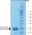 图片 小鼠粒细胞巨噬细胞集落刺激因子，Granulocyte-Macrophage Colony-Stimulating Factor from mouse；GM-CSF, from mouse, recombinant, expressed in E. coli, lyophilized powder, suitable for cell culture
