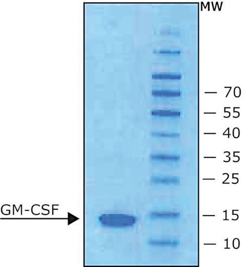 图片 小鼠粒细胞巨噬细胞集落刺激因子，Granulocyte-Macrophage Colony-Stimulating Factor from mouse；GM-CSF, from mouse, recombinant, expressed in E. coli, lyophilized powder, suitable for cell culture