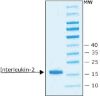 图片 白细胞介素-2来源于小鼠，Interleukin-2 from mouse；IL-2, recombinant, expressed in E. coli, lyophilized powder, suitable for cell culture