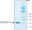 图片 白细胞介素-2来源于小鼠，Interleukin-2 from mouse；IL-2, recombinant, expressed in E. coli, lyophilized powder, suitable for cell culture