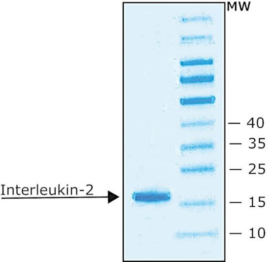 图片 白细胞介素-2来源于小鼠，Interleukin-2 from mouse；IL-2, recombinant, expressed in E. coli, lyophilized powder, suitable for cell culture