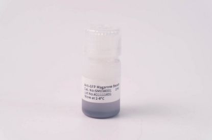 图片 Anti-GFP亲和琼脂糖磁珠，Anti-GFP Magarose Beads