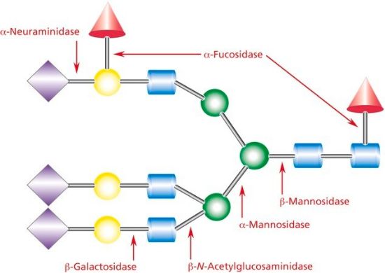 图片 α(2→3,6,8,9)神经氨酸酶来源于产脲节杆菌，α(2→3,6,8,9) Neuraminidase from Arthrobacter ureafaciens；Proteomics Grade, suitable for MALDI-TOF MS