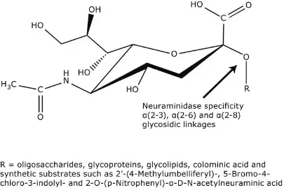 图片 神经氨酸酶来源于产气荚膜梭菌(韦氏梭菌)，Neuraminidase from Clostridium perfringens (C. welchii)；Type VIII, lyophilized powder, 10-20 units/mg protein (using 4MU-NANA), 3.5-8.0 units/mg protein (mucin)