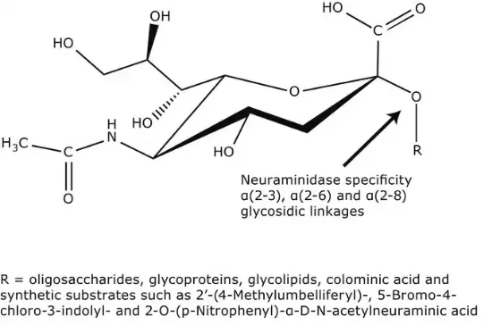 图片 神经氨酸酶来源于产气荚膜梭菌(韦氏梭菌)，Neuraminidase from Clostridium perfringens (C. welchii)；Type VIII, lyophilized powder, 10-20 units/mg protein (using 4MU-NANA), 3.5-8.0 units/mg protein (mucin)