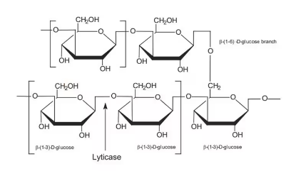 图片 β-葡聚糖来源于面包酵母(酿酒酵母)，Glucan from baker's yeast (S. cerevisiae)；≥95% β-glucan basis