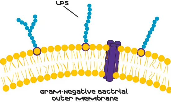 图片 脂多糖来源于肠沙门氏菌肠道血清型；Lipopolysaccharides from Salmonella enterica serotype typhimurium [LPS]；suitable for cell culture, BioXtra, γ-irradiated