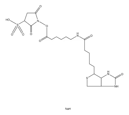 图片 生物素胺基己酸3-磺基-N-羟基琥珀酰亚胺酯钠盐，Biotinamidohexanoic acid 3-sulfo-N-hydroxysuccinimide ester sodium salt [Sulfo-NHS-LC-Biotin]；≥90% (TLC), powder