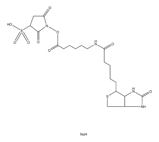 图片 生物素胺基己酸3-磺基-N-羟基琥珀酰亚胺酯钠盐，Biotinamidohexanoic acid 3-sulfo-N-hydroxysuccinimide ester sodium salt [Sulfo-NHS-LC-Biotin]；≥90% (TLC), powder