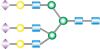 图片 A3聚糖，A3 Glycan；from bovine, ≥90%